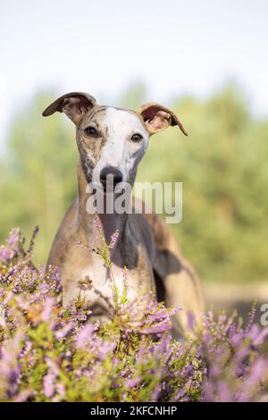 Whippet permanent Banque D'Images