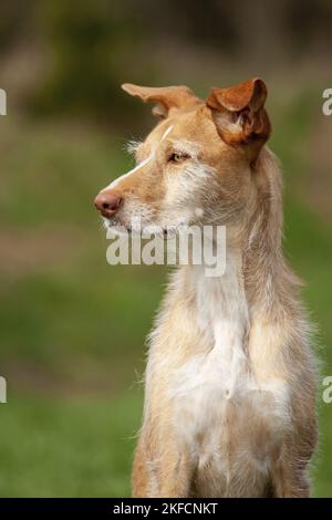 Portrait Podenco Ibicenco Banque D'Images