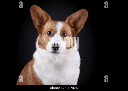 Welsh Corgi Cardigan Portrait Banque D'Images