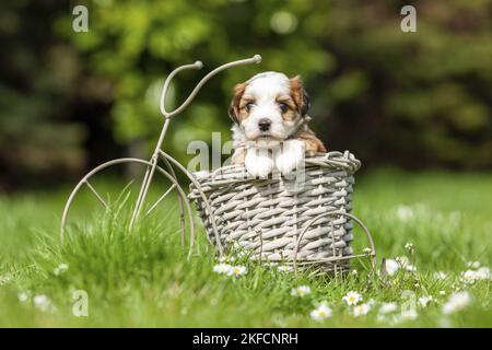 Bichon Havanais en vélo de décoration Banque D'Images