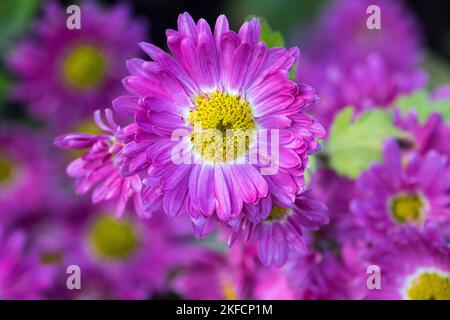 Violet, maman, Chrysanthemum jaune centre, jardin, maman, Fleurs, fleurs, gros plan, fleurs de Chrysanthemum 'Corinna' Banque D'Images