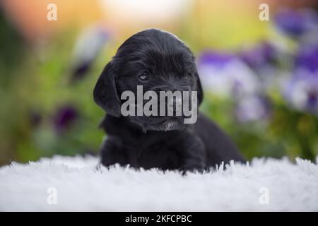 Chien de Cocker anglais chiot sur peau de mouton Banque D'Images