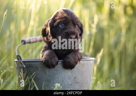 Chien de Cocker anglais dans le seau Banque D'Images