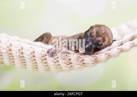Le chiot Greyhound dort dans un hamac Banque D'Images