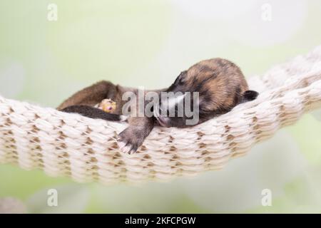 Le chiot Greyhound dort dans un hamac Banque D'Images