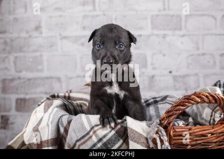 Chiot Greyhound dans le panier Banque D'Images