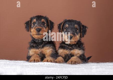 Chiots Airedale Terrier Banque D'Images