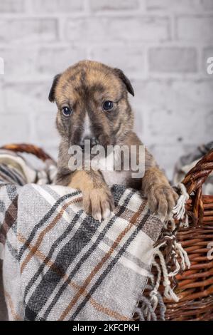 Chiot Greyhound dans le panier Banque D'Images