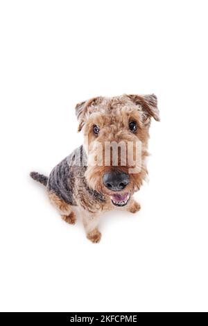 Airedale Terrier devant un fond blanc Banque D'Images