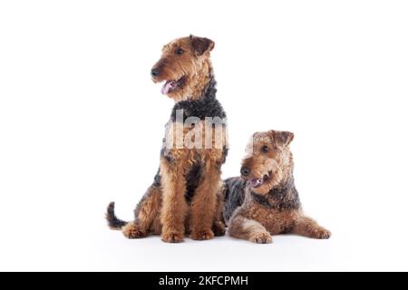 Airedale Terrier devant un fond blanc Banque D'Images