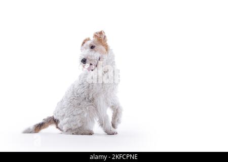 Renard terrier devant un fond blanc Banque D'Images