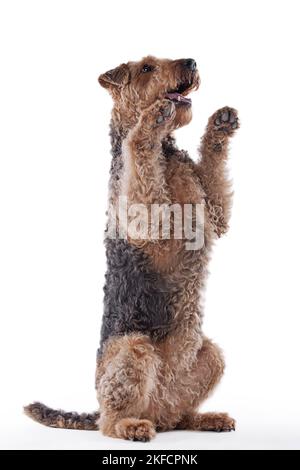 Airedale Terrier devant un fond blanc Banque D'Images