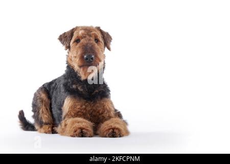 Airedale Terrier devant un fond blanc Banque D'Images