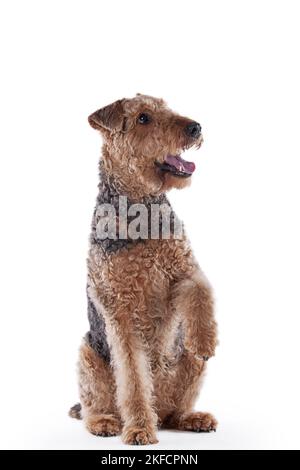 Airedale Terrier devant un fond blanc Banque D'Images