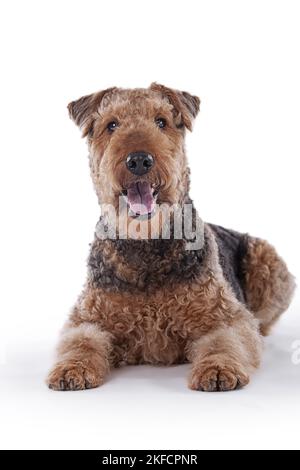 Airedale Terrier devant un fond blanc Banque D'Images