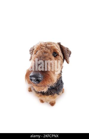 Airedale Terrier devant un fond blanc Banque D'Images