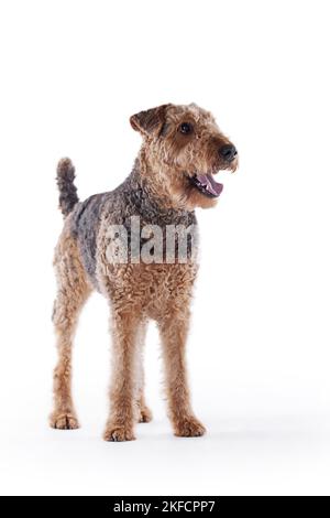 Airedale Terrier devant un fond blanc Banque D'Images