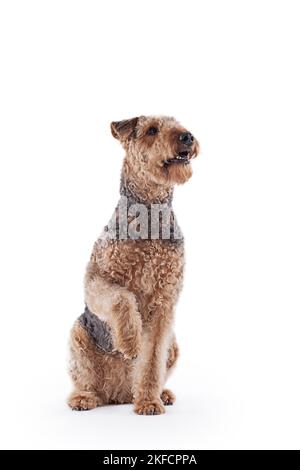 Airedale Terrier devant un fond blanc Banque D'Images