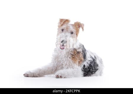Renard terrier devant un fond blanc Banque D'Images