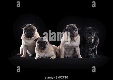 Pugs Banque D'Images