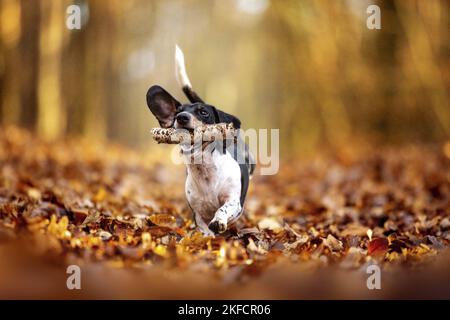 Dachshund dans la forêt d'automne Banque D'Images