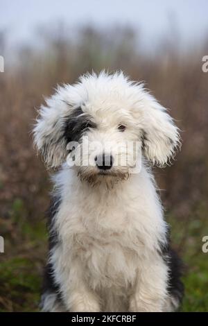 Old English Sheepdog chiot Banque D'Images