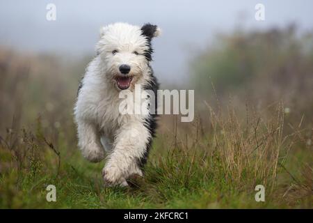 Chien de berger anglais courant Banque D'Images