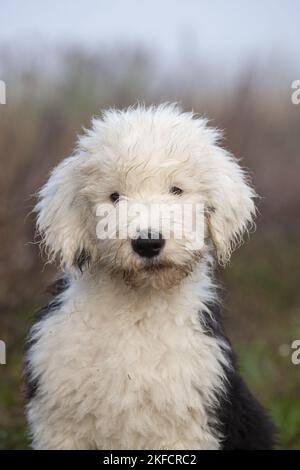 Vieux portrait de chien de berger anglais Banque D'Images