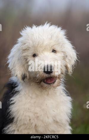 Vieux portrait de chien de berger anglais Banque D'Images