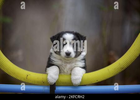 Mini-chien de berger américain Banque D'Images