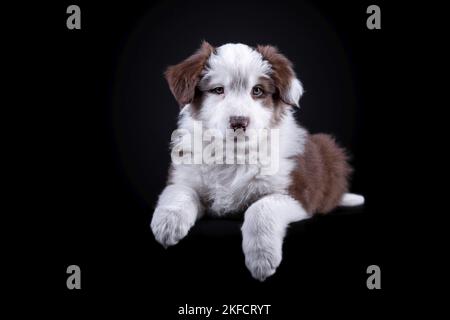 Chiot berger australien Banque D'Images