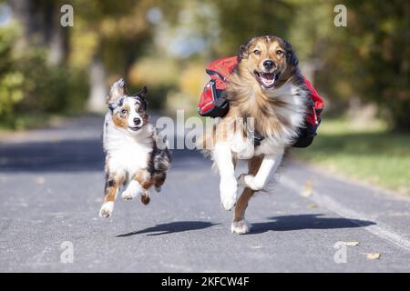 Australian-Shepherd-Mongrel et miniature Australian Shepherd Banque D'Images