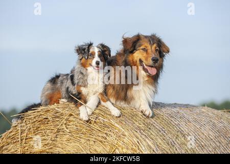 Australian-Shepherd-Mongrel et miniature Australian Shepherd Banque D'Images