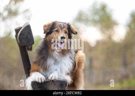 Australian-Shepherd-Mongrel reposant sur un banc en bois Banque D'Images