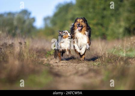 Australian-Shepherd-Mongrel et miniature Australian Shepherd Banque D'Images