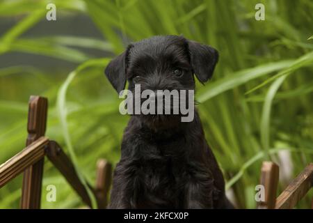 Petit chien schnauzer sur un petit pont en bois Banque D'Images