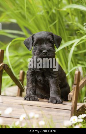 Petit chien schnauzer sur un petit pont en bois Banque D'Images