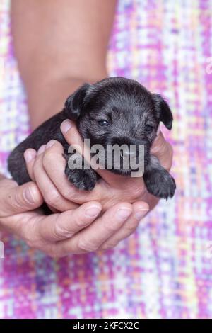 Schnauzer miniature de 3 semaines Banque D'Images
