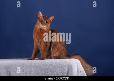 Chat Somali Banque D'Images