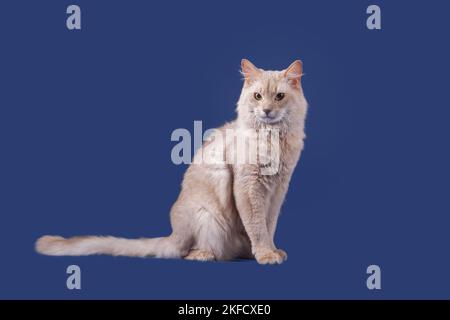 Chat Somali Banque D'Images