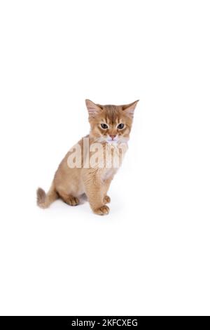 Chaton Somali Banque D'Images