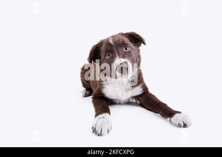 Bordure du chiot Collie devant le fond blanc Banque D'Images