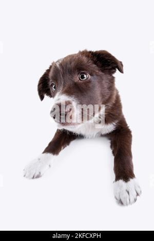 Bordure du chiot Collie devant le fond blanc Banque D'Images