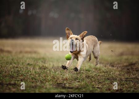 Labrador Retriever blond Banque D'Images