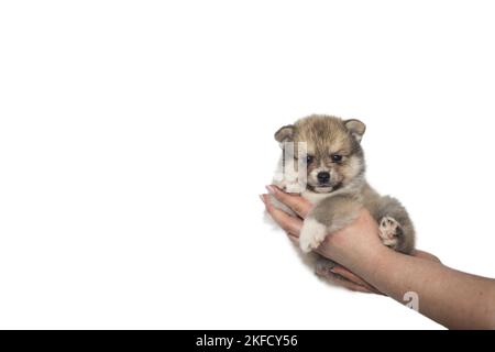 Pomsky Puppy Banque D'Images