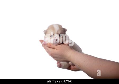 Pomsky Puppy Banque D'Images