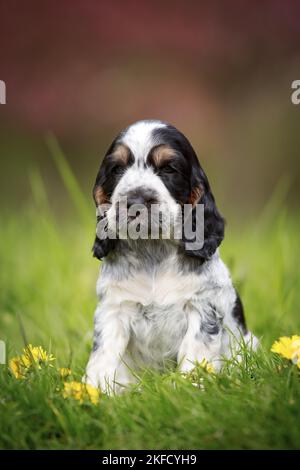 Assis chien de Cocker anglais Banque D'Images