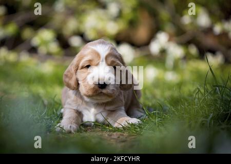 Chien de Cocker anglais couché Banque D'Images