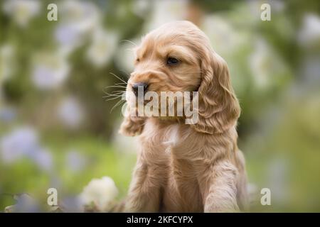 Portrait de chiot de Cocker anglais Banque D'Images