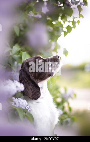 springer spaniel anglais dans le lilas Banque D'Images